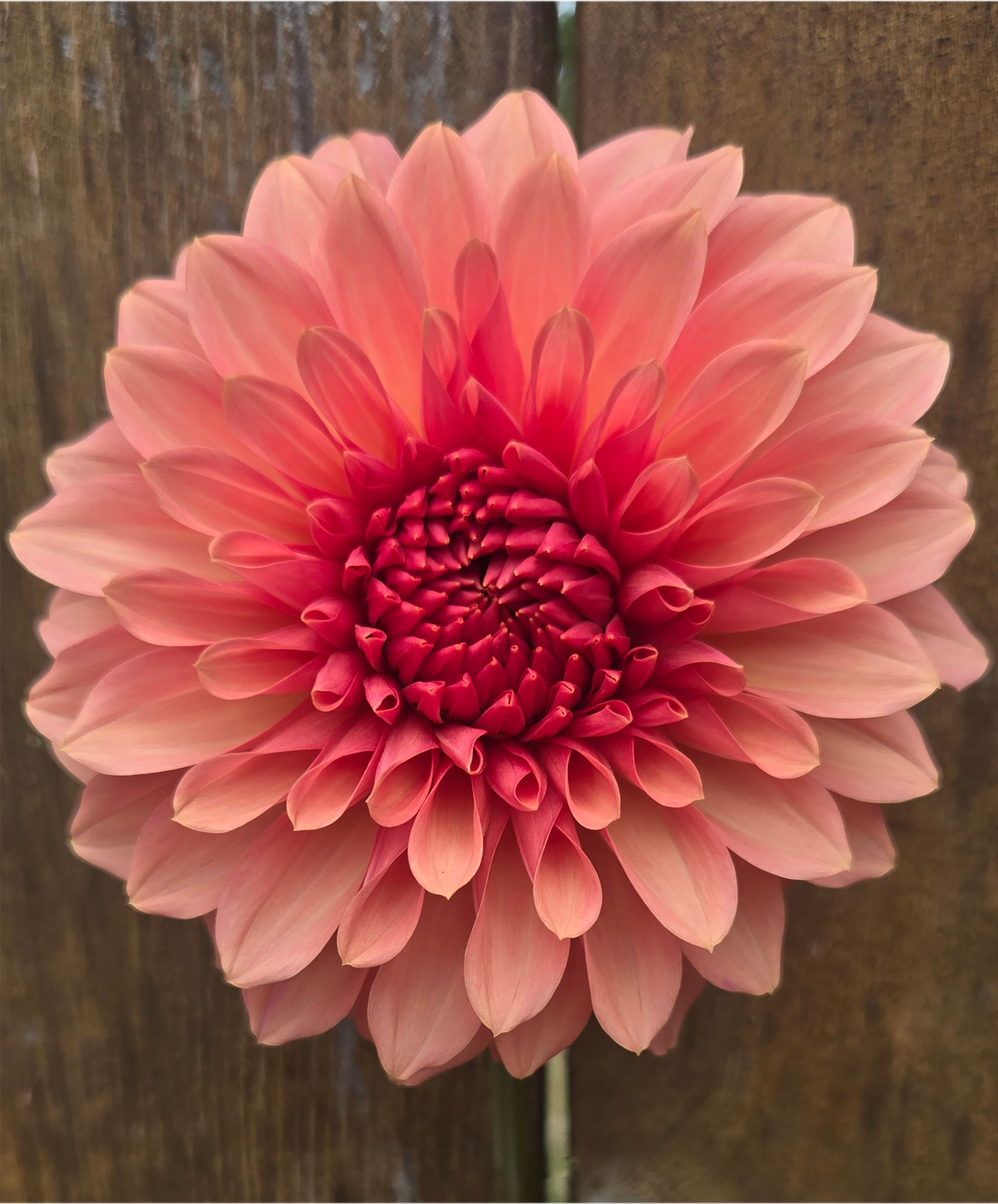 Cara Elizabeth - Cutting