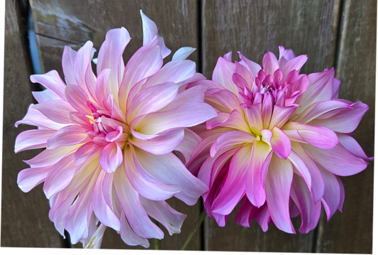 Unicorn Lovers Bundle