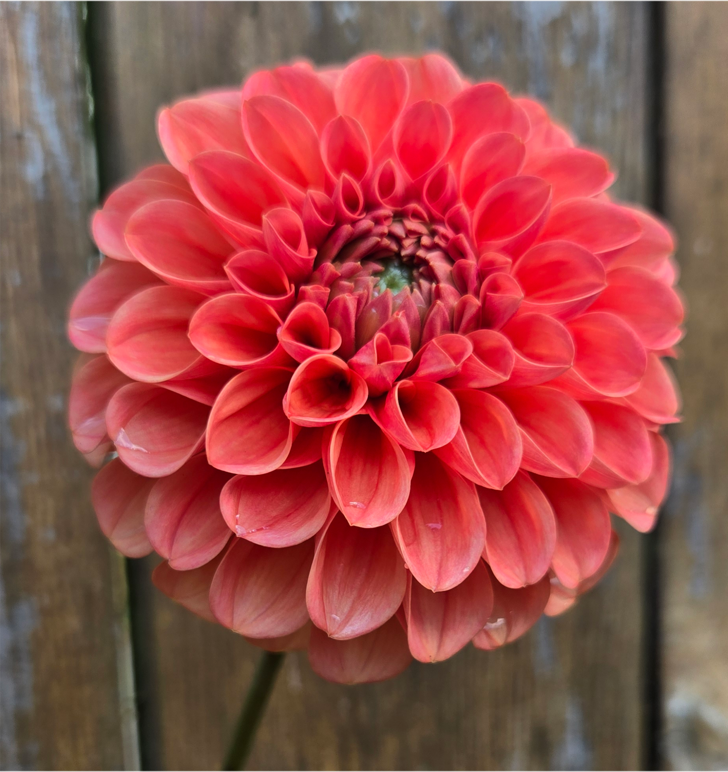 RM Tarnished - Cutting