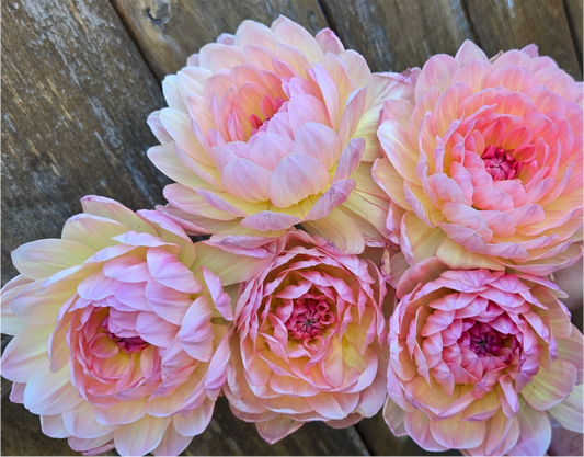 Sandia Bliss - Cutting