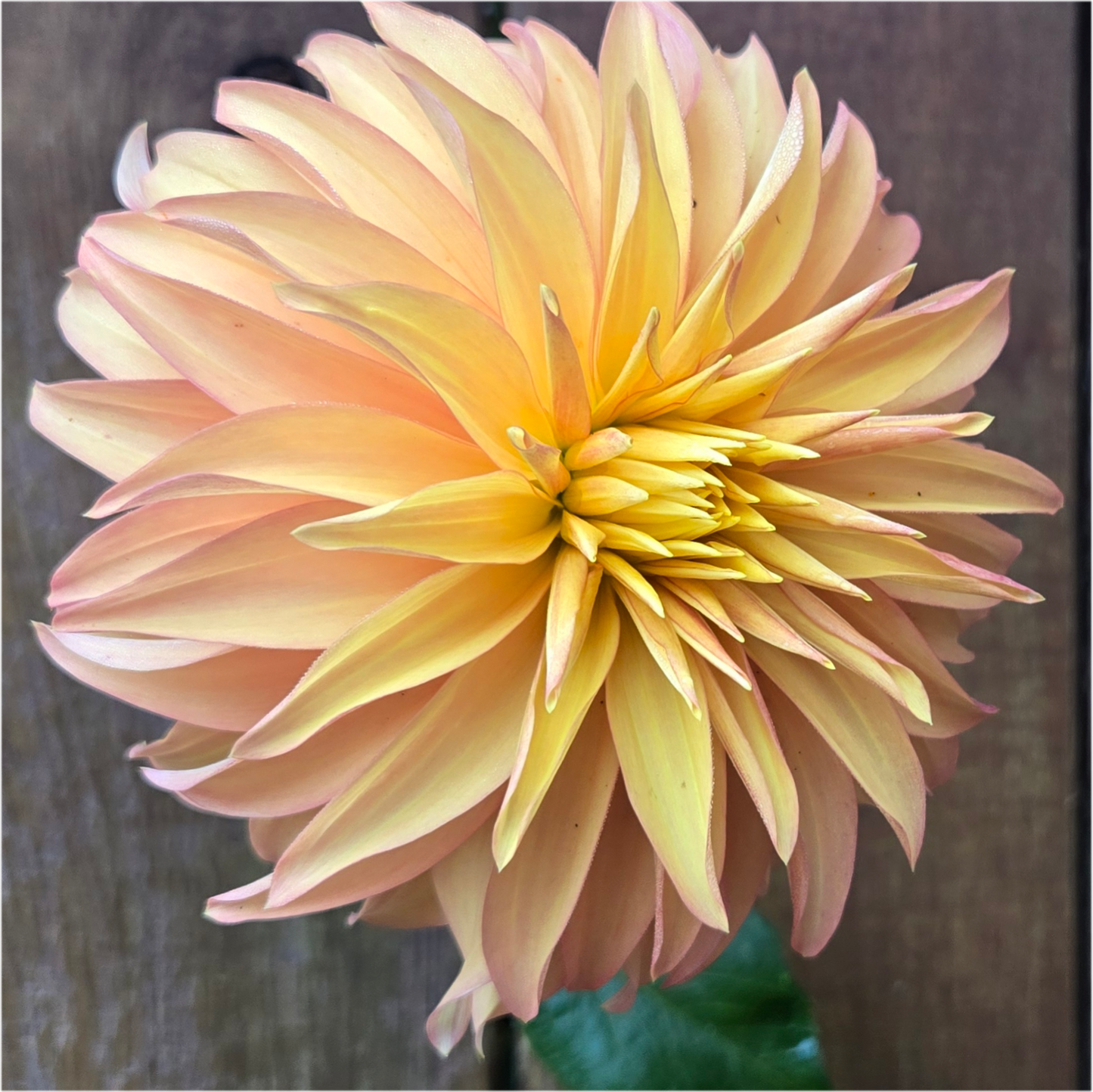 BQ Pumpkin - Cutting