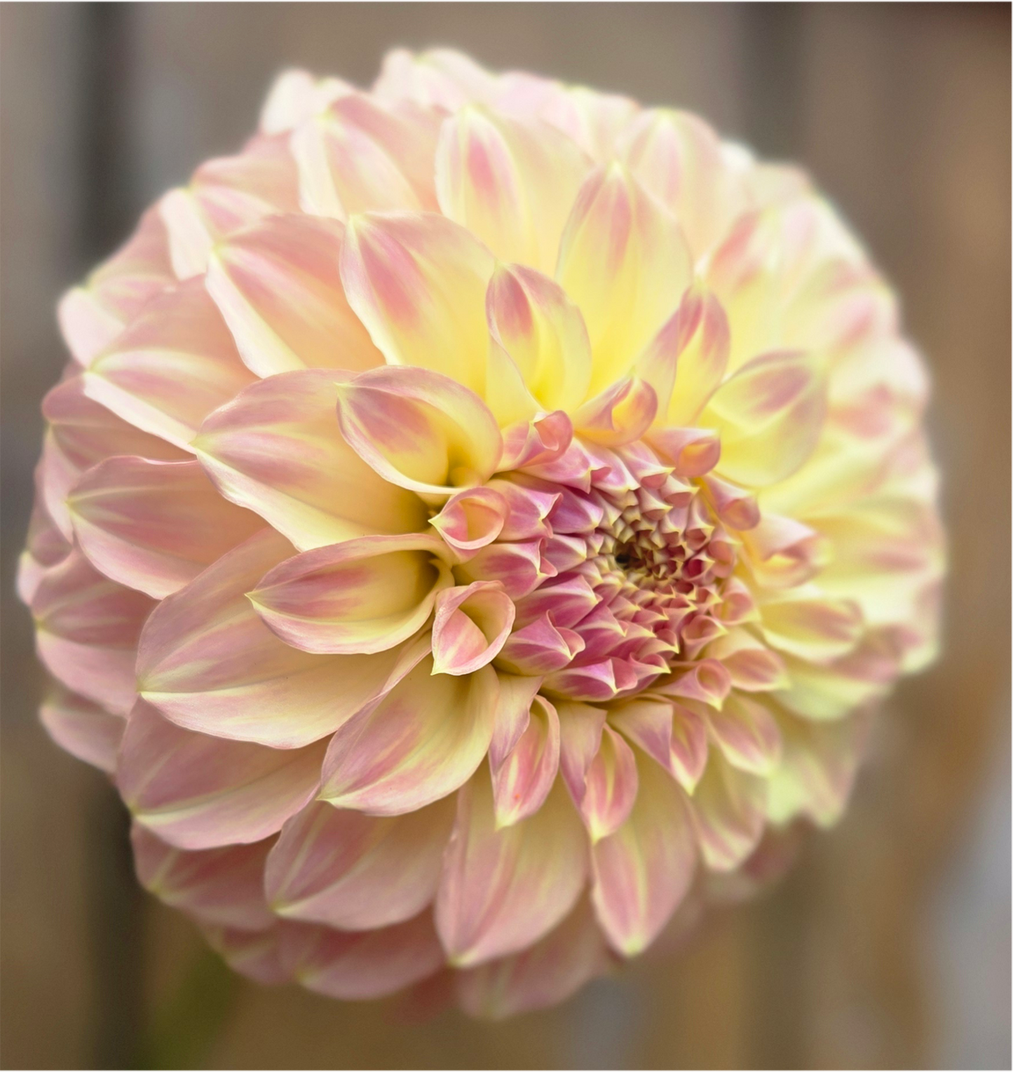 Coorabel Astrid - Cutting