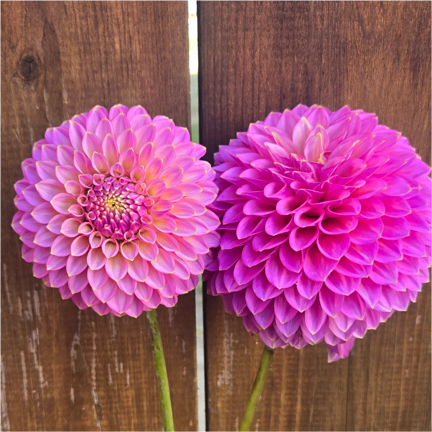 Skipley Spot of Gold