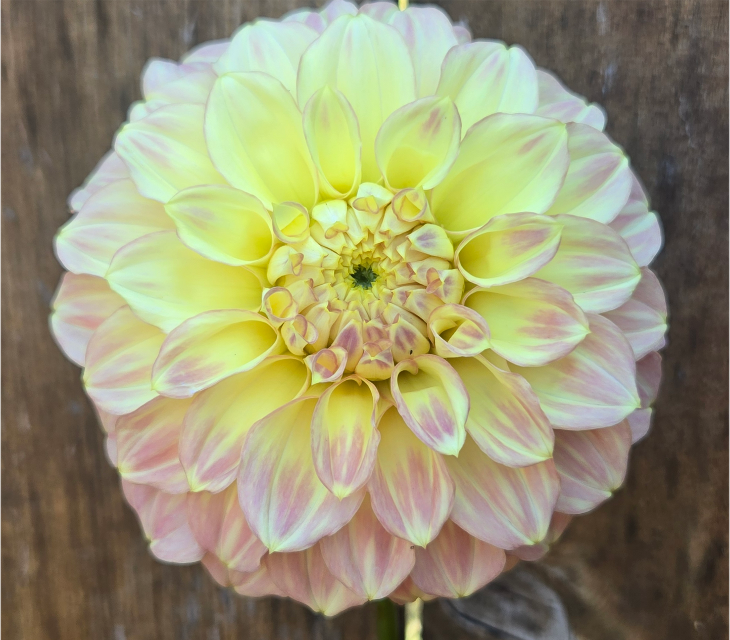 Coorabel Astrid - Cutting