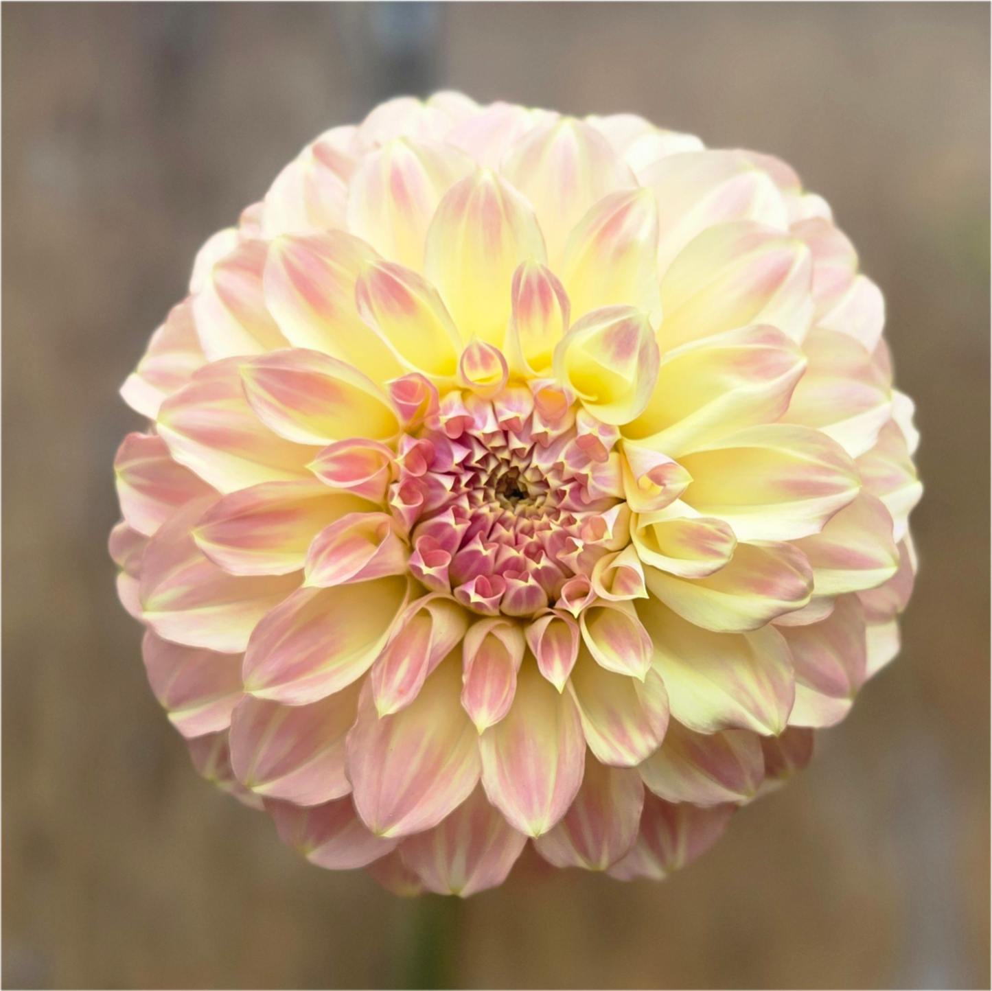 Coorabel Astrid - Cutting