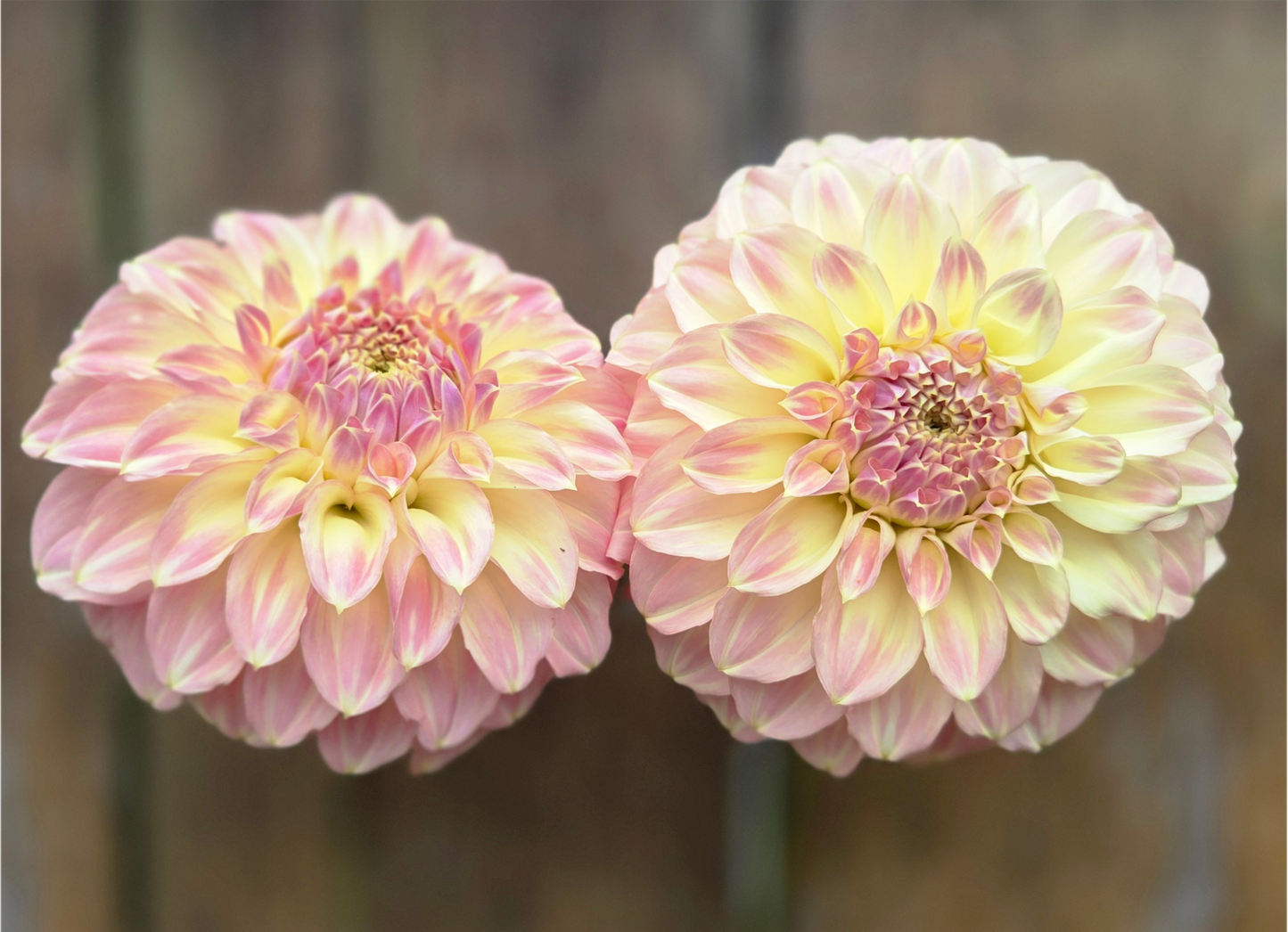 Coorabel Astrid - Cutting