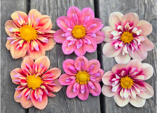 Collarette Unicorn Bundle