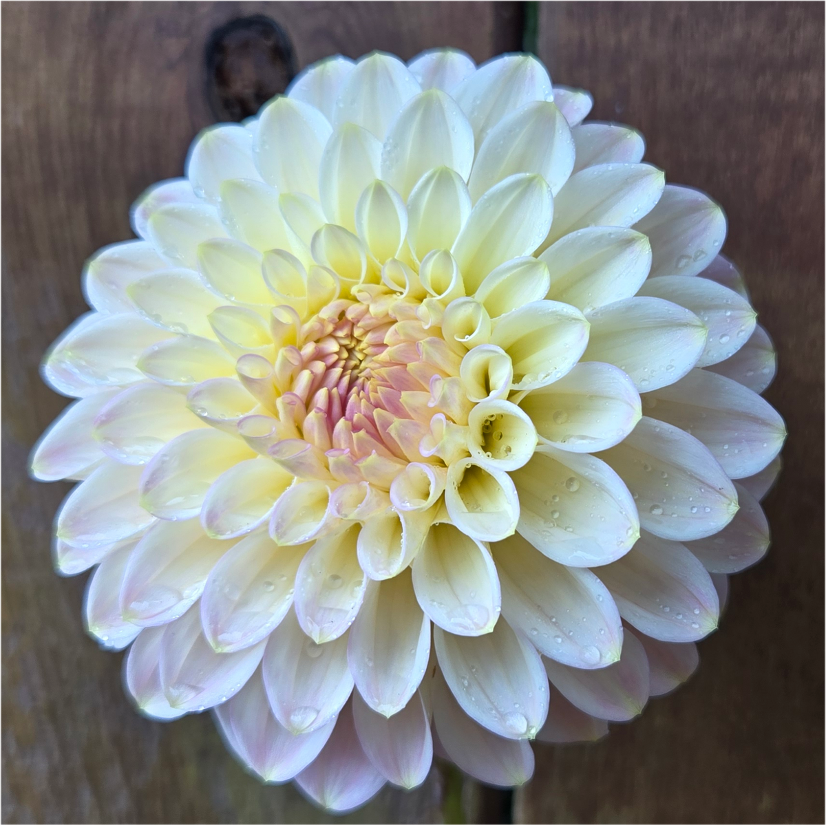 Arnside Rose – Makayla's Meadow