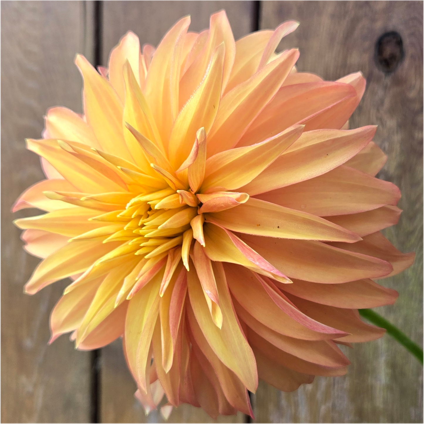 BQ Pumpkin - Cutting