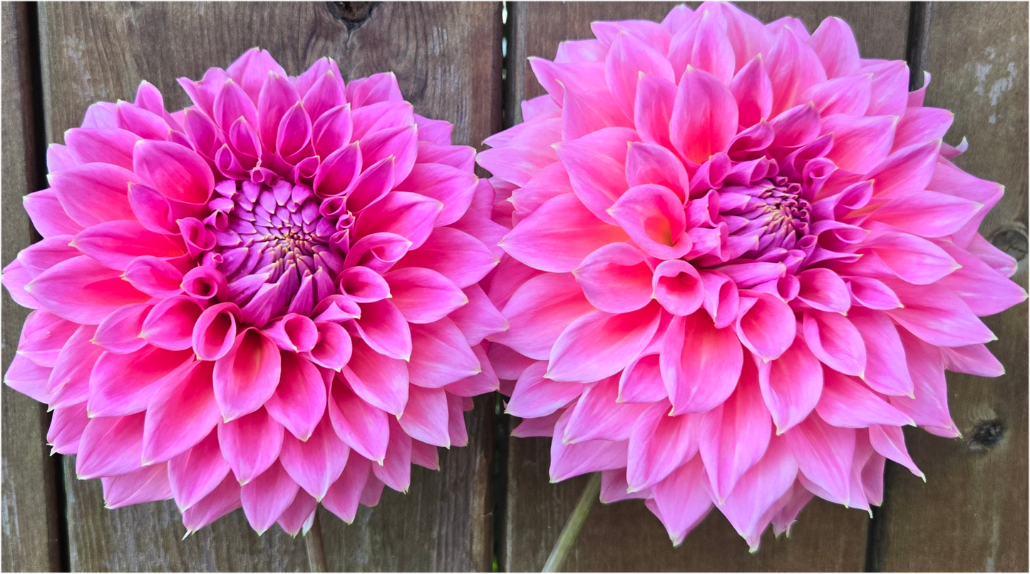 Avoca Amanda - Cutting