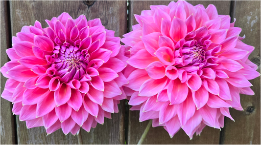 Avoca Amanda - Cutting