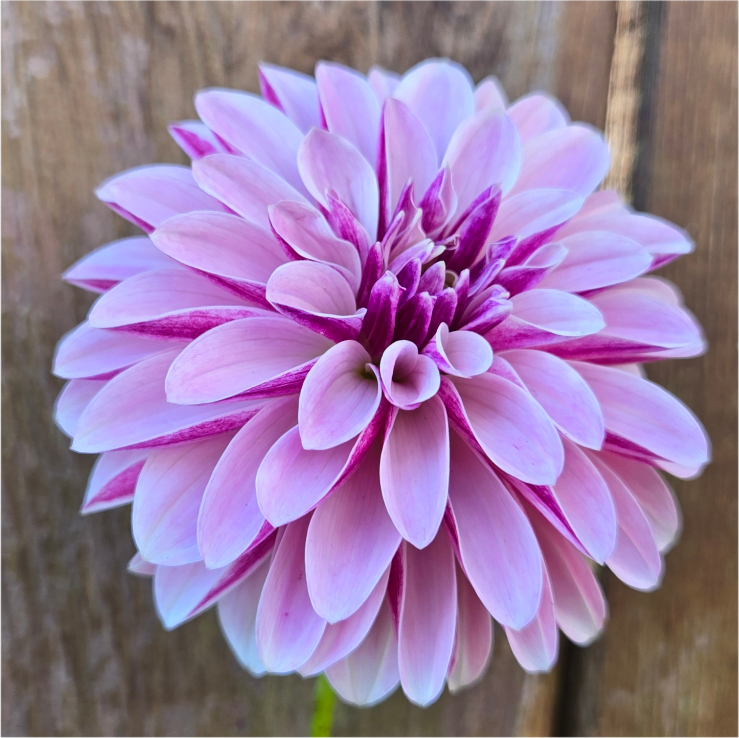 Salish Twilight Girl