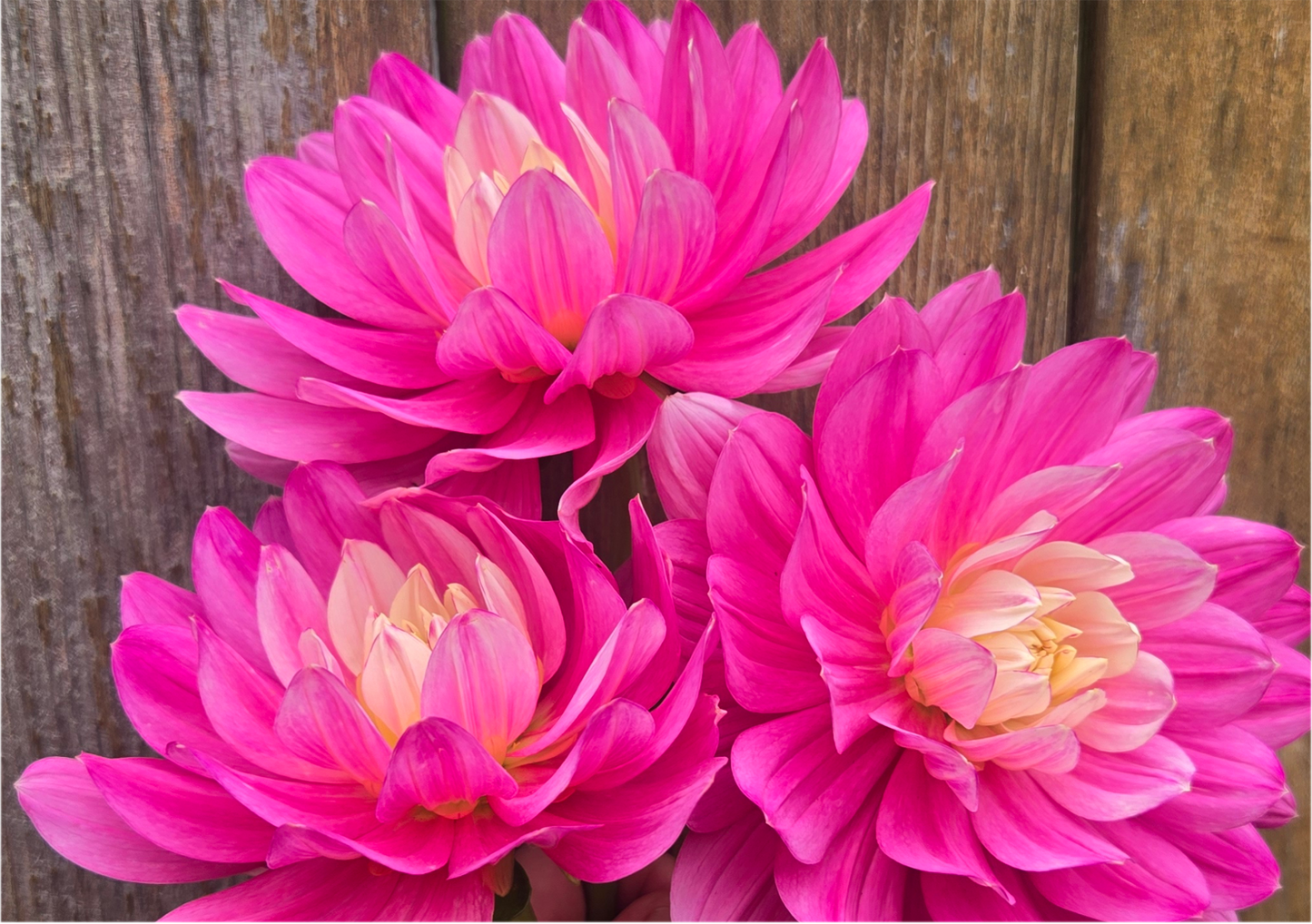 Hollyhill Pink Martini