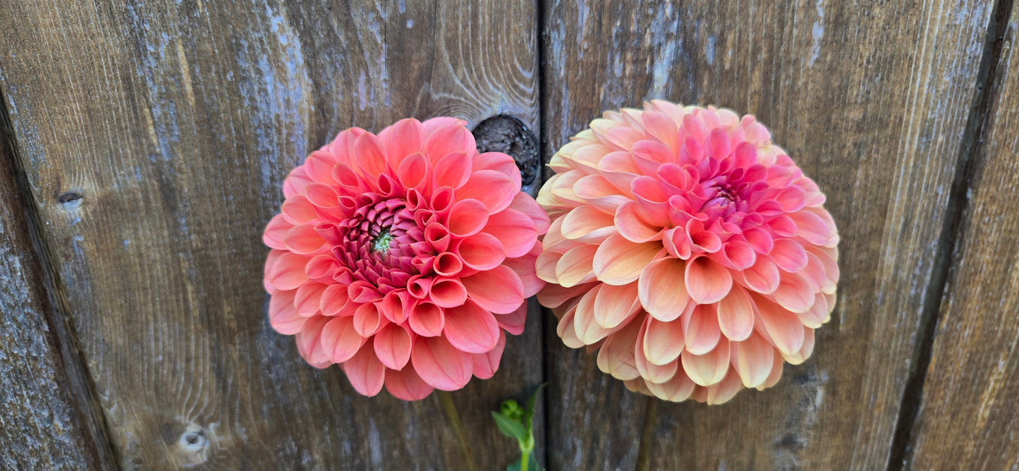 RM Tarnished - Cutting