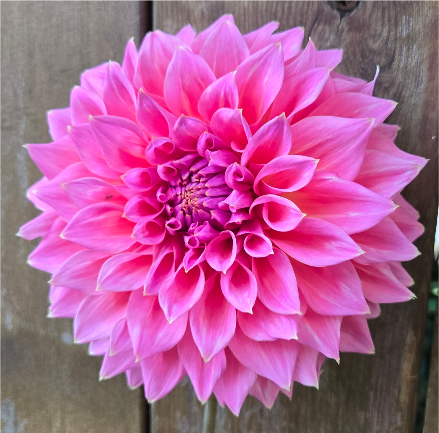 Avoca Amanda - Cutting