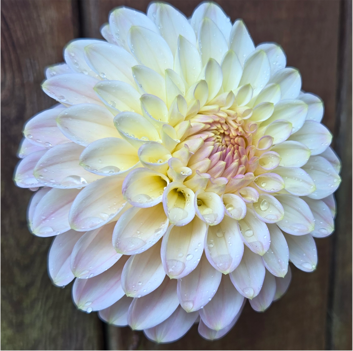 Arnside Rose – Makayla's Meadow