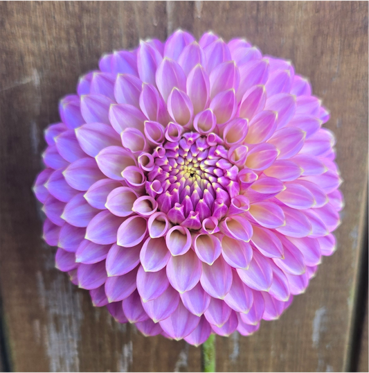 Skipley Spot of Gold